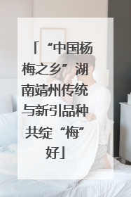 “中国杨梅之乡”湖南靖州传统与新引品种共绽“梅”好