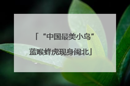 “中国最美小鸟”蓝喉蜂虎现身闽北