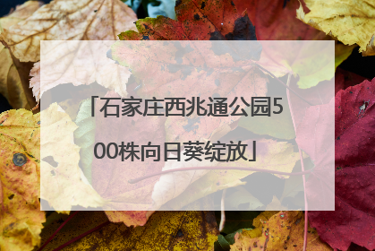 石家庄西兆通公园500株向日葵绽放