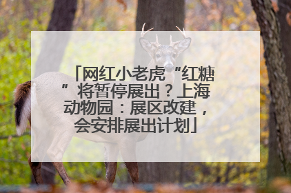 网红小老虎“红糖”将暂停展出？上海动物园：展区改建，会安排展出计划