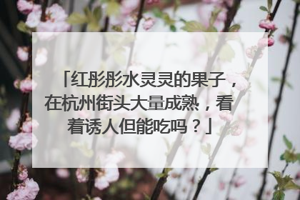 红彤彤水灵灵的果子，在杭州街头大量成熟，看着诱人但能吃吗？