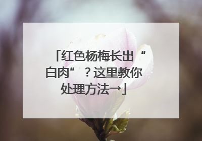 红色杨梅长出“白肉”？这里教你处理方法→