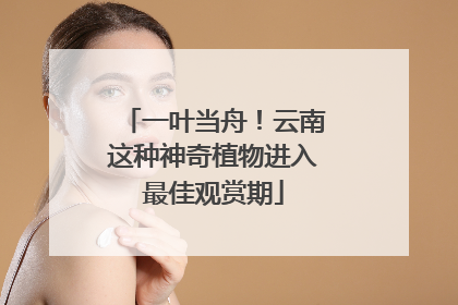 一叶当舟！云南这种神奇植物进入最佳观赏期