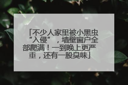 不少人家里被小黑虫“入侵”，墙壁窗户全部爬满！一到晚上更严重，还有一股臭味