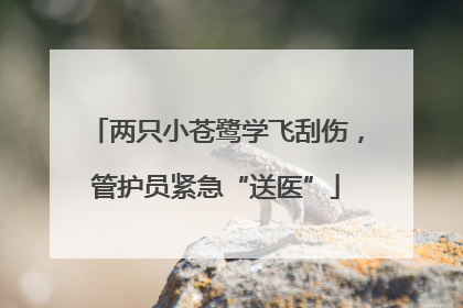 两只小苍鹭学飞刮伤，管护员紧急“送医”