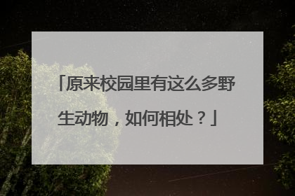 原来校园里有这么多野生动物，如何相处？