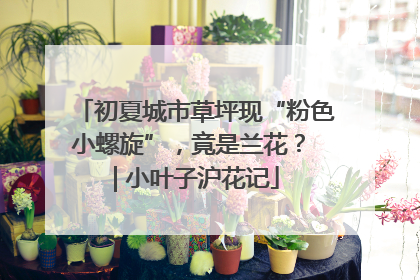 初夏城市草坪现“粉色小螺旋”，竟是兰花？ | 小叶子沪花记