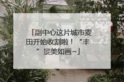 副中心这片城市麦田开始收割啦！“丰”景美如画~