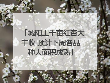 城阳上千亩红杏大丰收 预计下周各品种大面积成熟