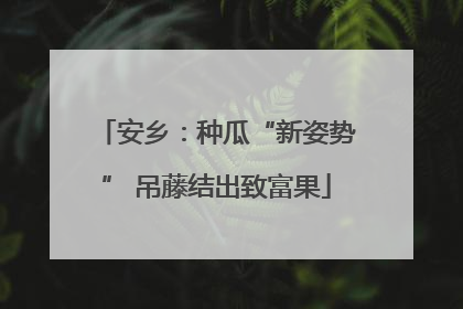 安乡：种瓜“新姿势” 吊藤结出致富果