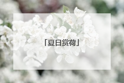 夏日赏荷