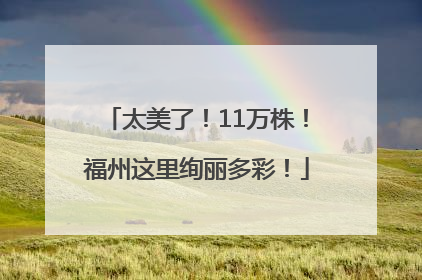 太美了！11万株！福州这里绚丽多彩！
