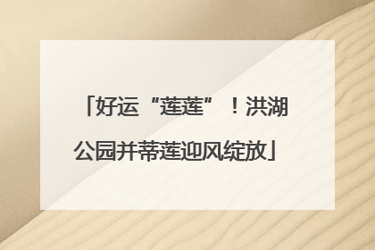 好运“莲莲”！洪湖公园并蒂莲迎风绽放