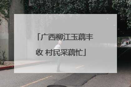 广西柳江玉藕丰收 村民采藕忙