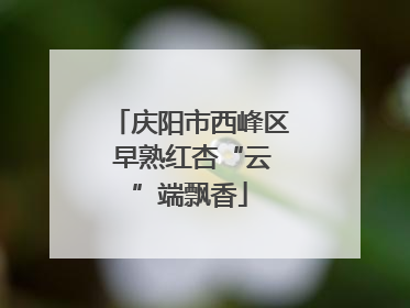 庆阳市西峰区 早熟红杏“云”端飘香