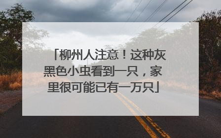 柳州人注意！这种灰黑色小虫看到一只，家里很可能已有一万只
