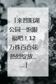 来晋阳湖公园一饱眼福吧！12万株百合花热烈绽放……