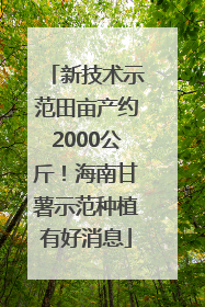 新技术示范田亩产约2000公斤！海南甘薯示范种植有好消息