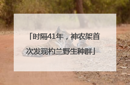 时隔41年，神农架首次发现杓兰野生种群