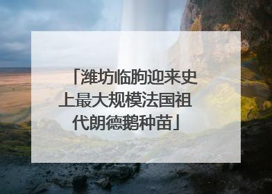 潍坊临朐迎来史上最大规模法国祖代朗德鹅种苗