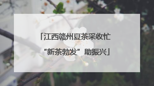 江西赣州夏茶采收忙 “新茶勃发”助振兴