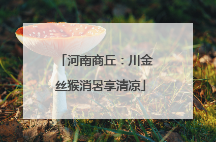 河南商丘：川金丝猴消暑享清凉