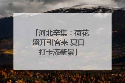 河北辛集：荷花盛开引客来 夏日打卡添新景