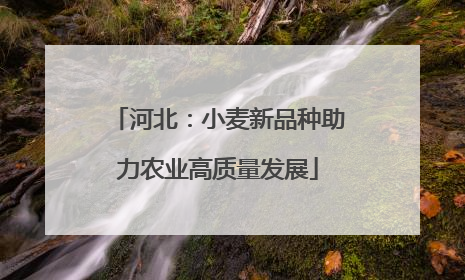 河北：小麦新品种助力农业高质量发展