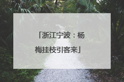 浙江宁波：杨梅挂枝引客来