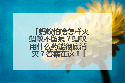 蚂蚁怕啥怎样灭蚂蚁不留痕？蚂蚁用什么药能彻底消灭？答案在这！