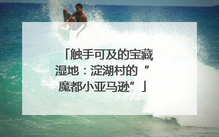 触手可及的宝藏湿地：淀湖村的“魔都小亚马逊”