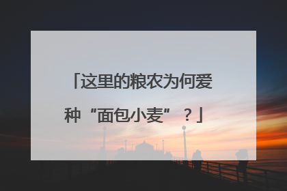 这里的粮农为何爱种“面包小麦”？