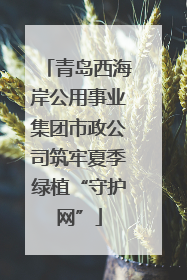 青岛西海岸公用事业集团市政公司筑牢夏季绿植“守护网”