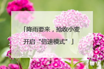 降雨要来，抢收小麦开启“倍速模式”