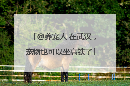 @养宠人 在武汉，宠物也可以坐高铁了